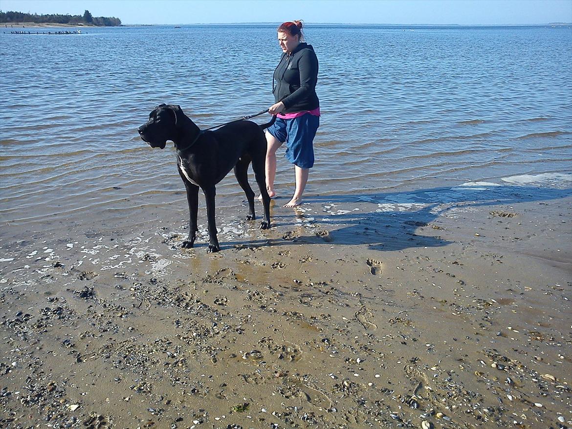 Grand danois Balou - min første tur ved stranden  billede 11