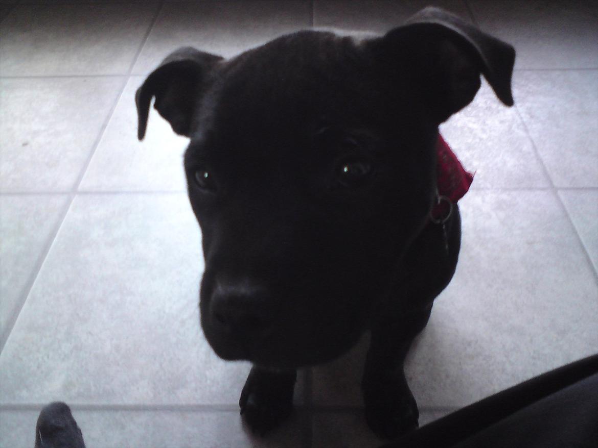 Staffordshire bull terrier Tigi billede 9