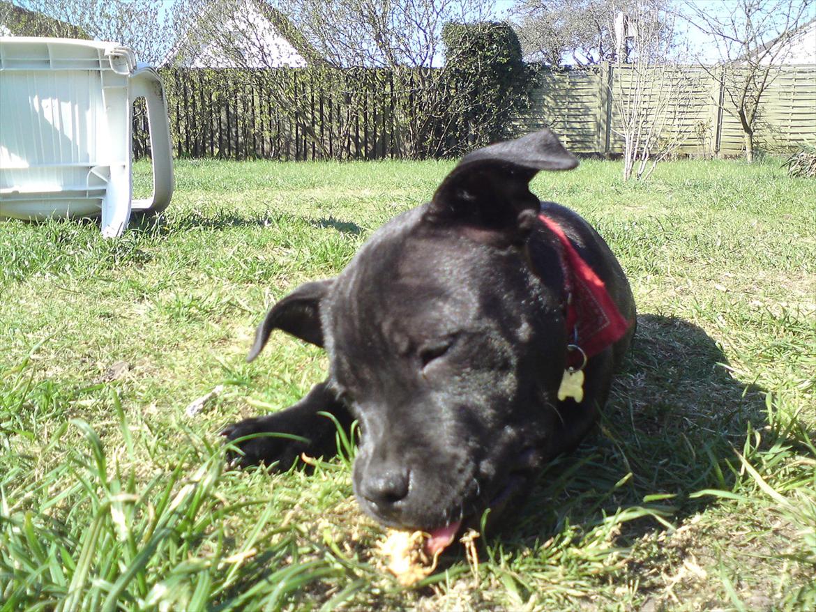 Staffordshire bull terrier Tigi billede 1