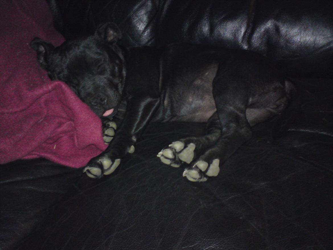 Staffordshire bull terrier Tigi billede 2