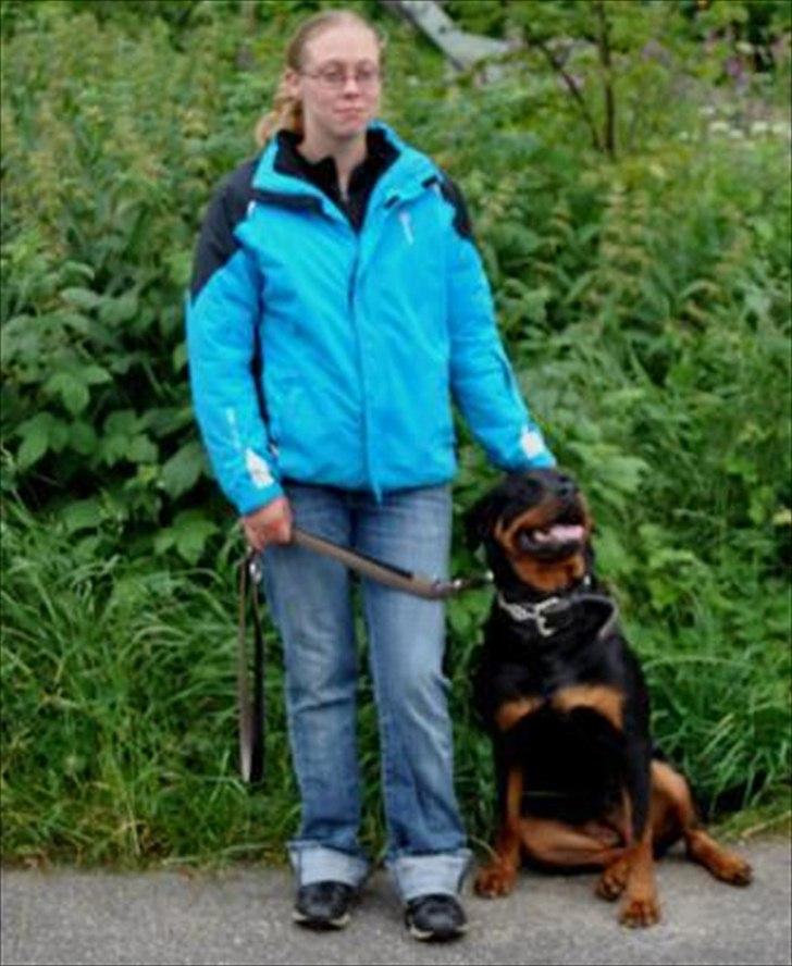 Rottweiler Julle billede 10