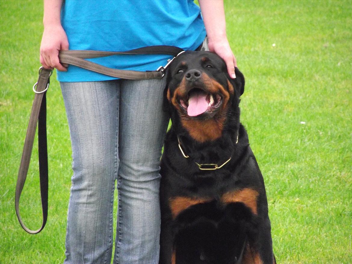 Rottweiler Julle billede 11