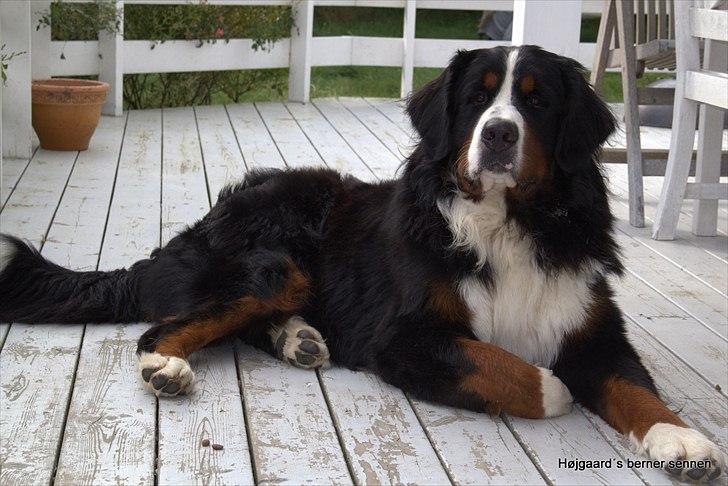 Berner sennenhund Janus billede 16