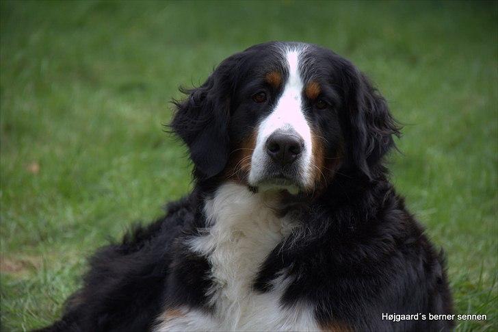 Berner sennenhund Senna billede 1