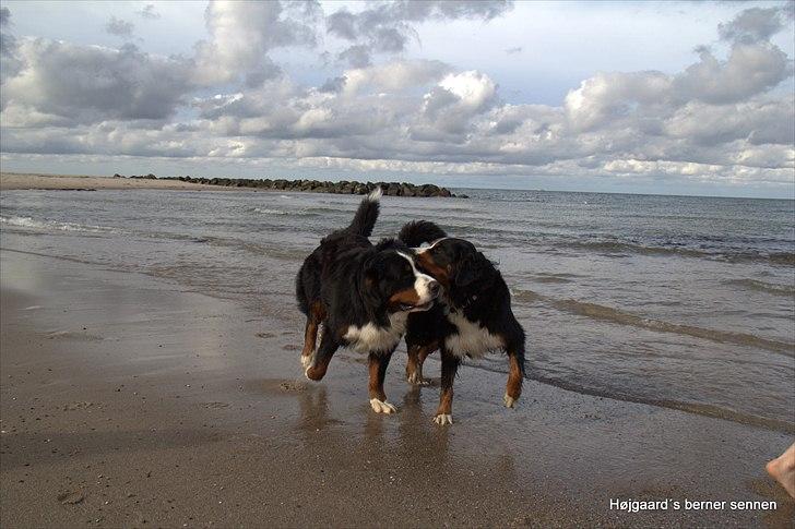 Berner sennenhund Senna billede 18