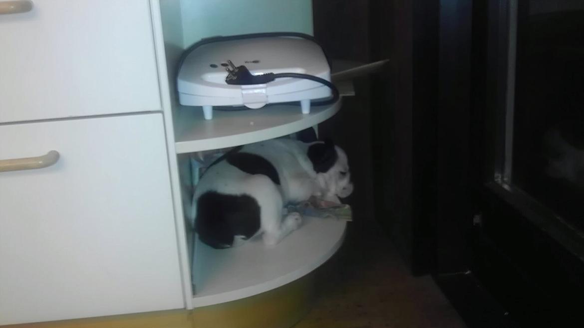 Fransk bulldog Hund billede 14