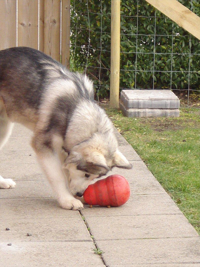 Alaskan malamute Niko - Kommer der ikke snart noget mad ud...? billede 9