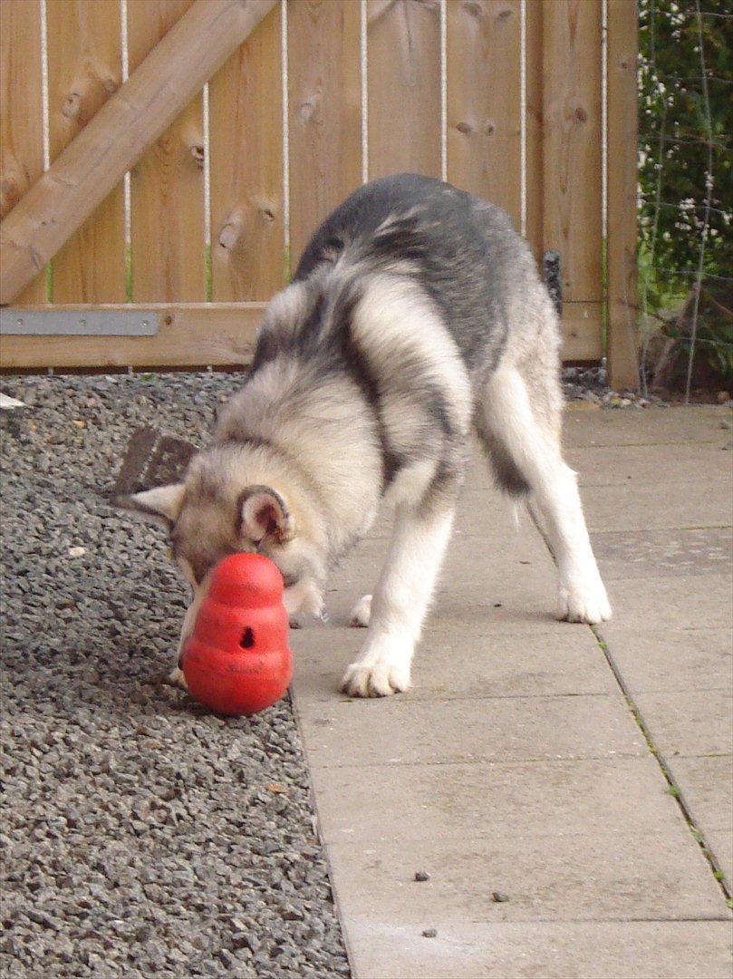 Alaskan malamute Niko billede 10