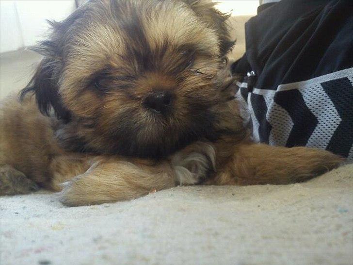 Shih tzu fiona<3<3 billede 1