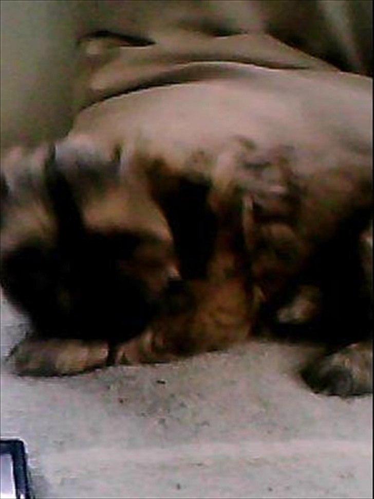 Shih tzu fiona<3<3 billede 2