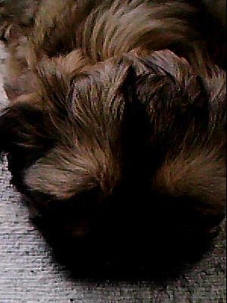 Shih tzu fiona<3<3 billede 3