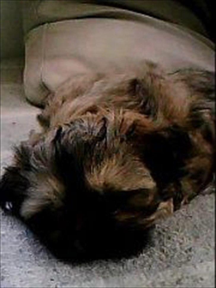 Shih tzu fiona<3<3 billede 4