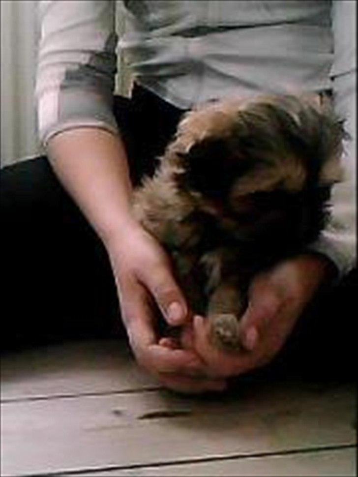 Shih tzu fiona<3<3 billede 5