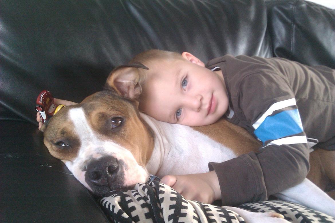 Blanding af racer Money (Amstaff/Ambull) billede 2