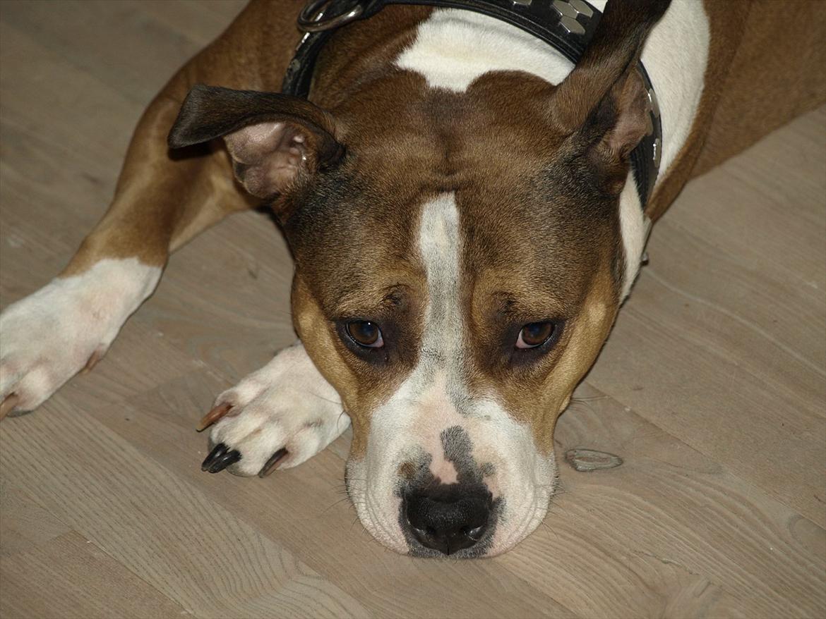 Blanding af racer Money (Amstaff/Ambull) billede 19