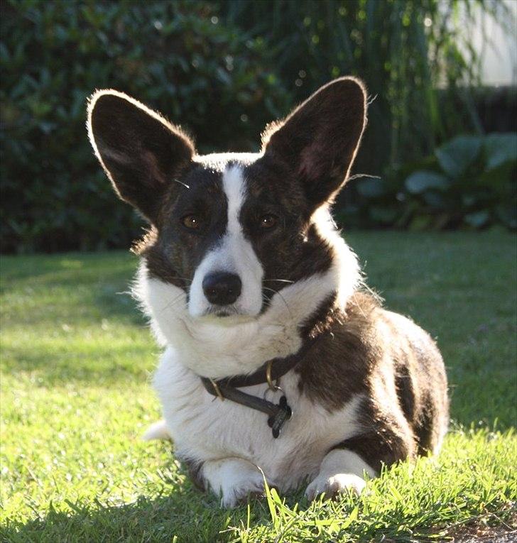Welsh corgi cardigan Berta <3 - Berta ligger på grasplænen <3 billede 1