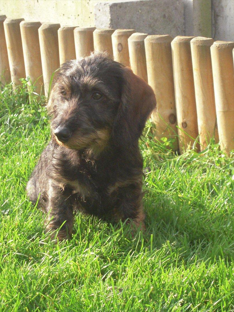Gravhund Ludvig billede 1