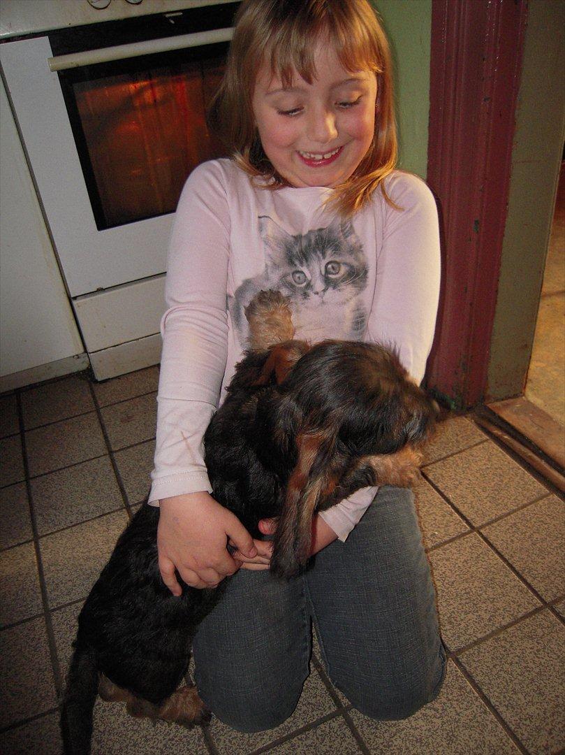 Gravhund Ludvig billede 2