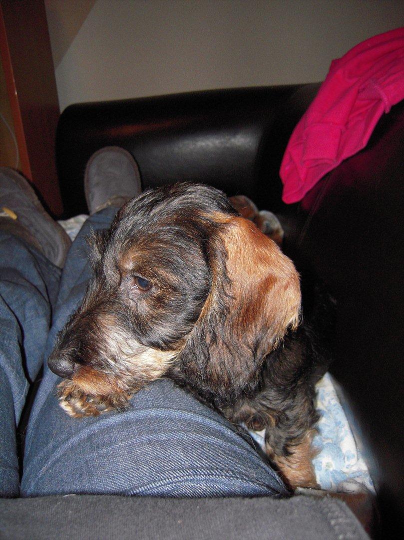 Gravhund Ludvig billede 4
