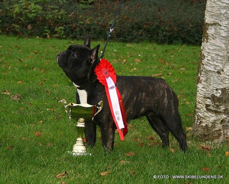 Fransk bulldog Zecudas Living Doll billede 7