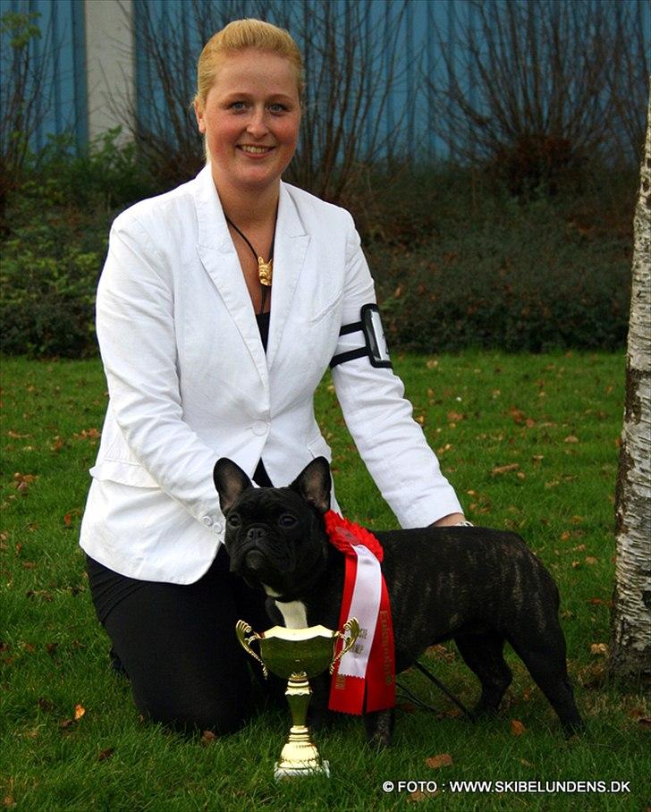 Fransk bulldog Zecudas Living Doll billede 8