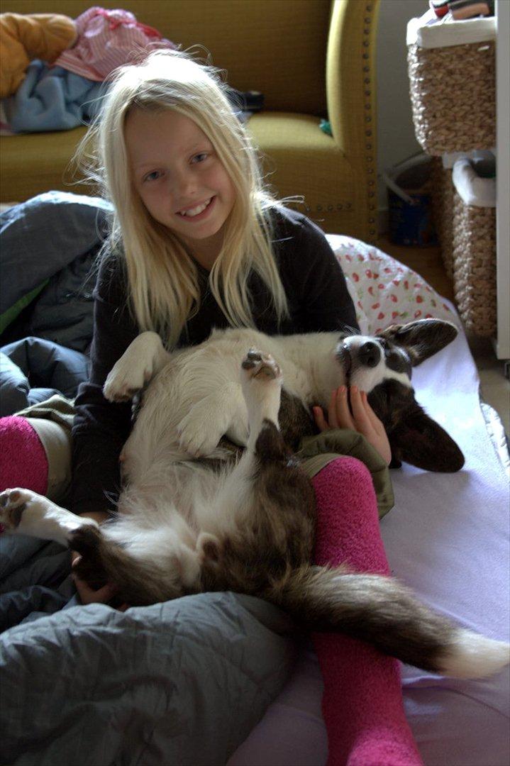 Welsh corgi cardigan Berta <3 - Mig og Berta hos min mormor og morfar <3 billede 2