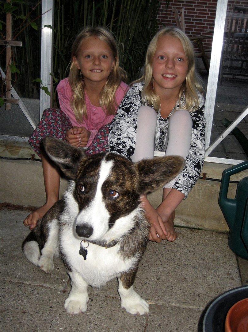Welsh corgi cardigan Berta <3 - Her sidder vi inde i drivhuset :D billede 4