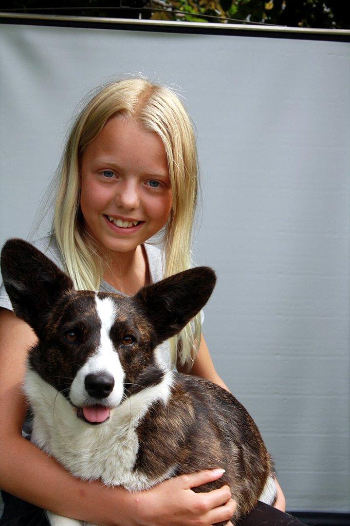 Welsh corgi cardigan Berta <3 - Nu er vi til fotografen <3 billede 5