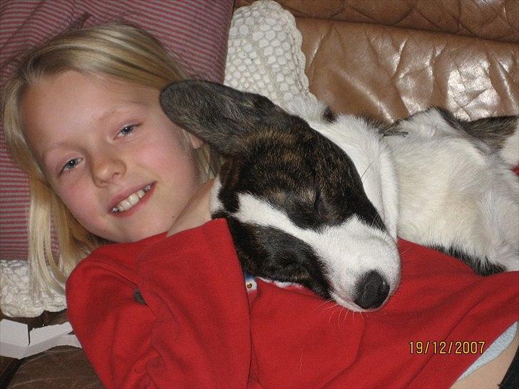 Welsh corgi cardigan Berta <3 - Her ligger vi i sofaen :)<3 billede 6
