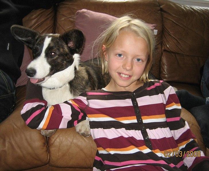 Welsh corgi cardigan Berta <3 - Bertill <3 Hendes kælenavn !! billede 7