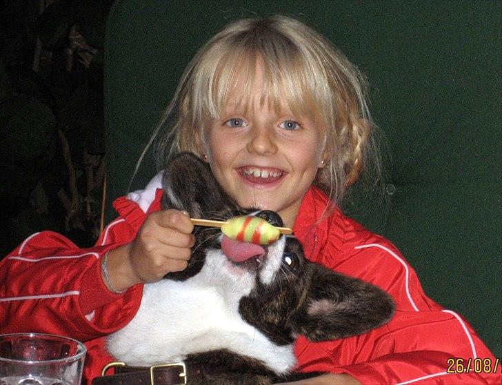 Welsh corgi cardigan Berta <3 - Ej så for du is musse <3 billede 8