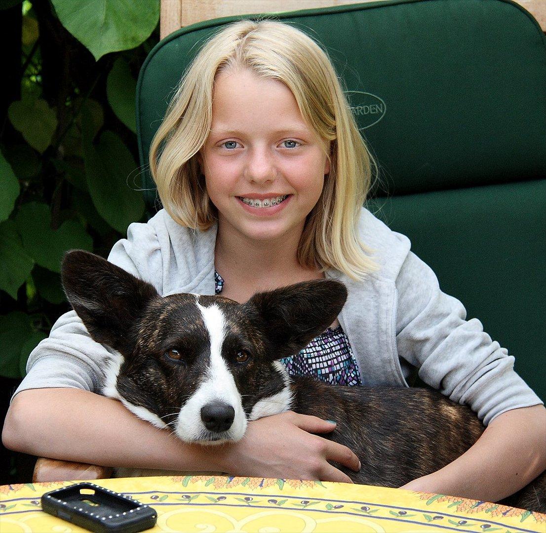 Welsh corgi cardigan Berta <3 - Bertaa <3 billede 9