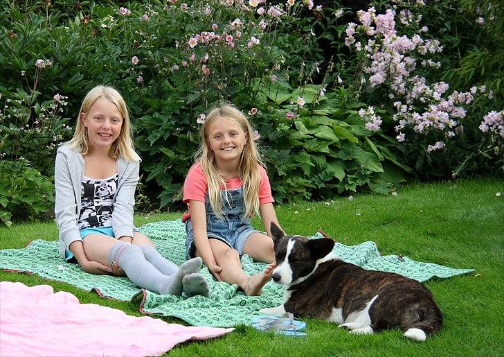 Welsh corgi cardigan Berta <3 - På mini skovtur i haven <3 billede 10