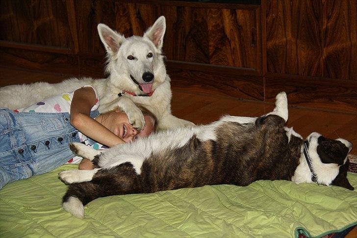 Welsh corgi cardigan Berta <3 - Nu for du lige en slapper <3 billede 11