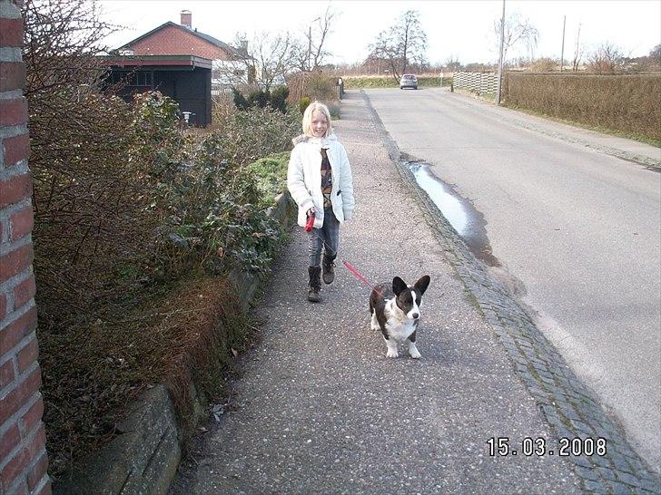 Welsh corgi cardigan Berta <3 - Så går vi tuur :) billede 12