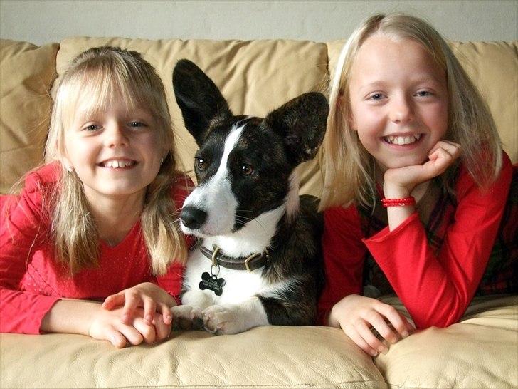 Welsh corgi cardigan Berta <3 - Til jul <3 billede 13