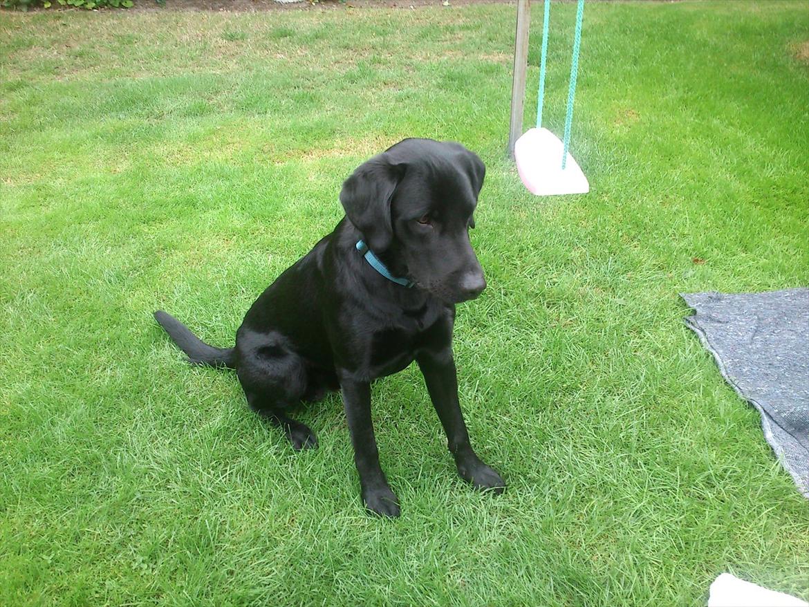 Labrador retriever Rollo