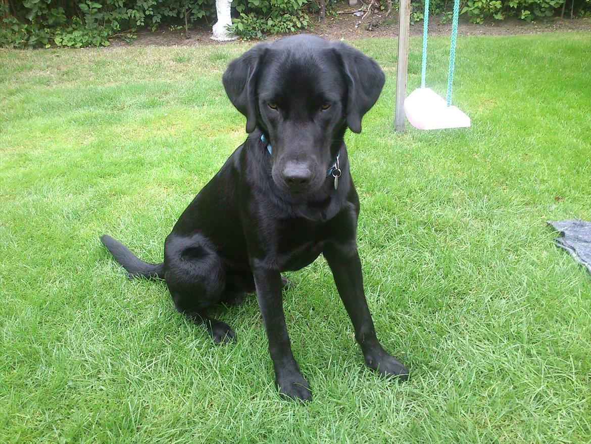 Labrador retriever Rollo