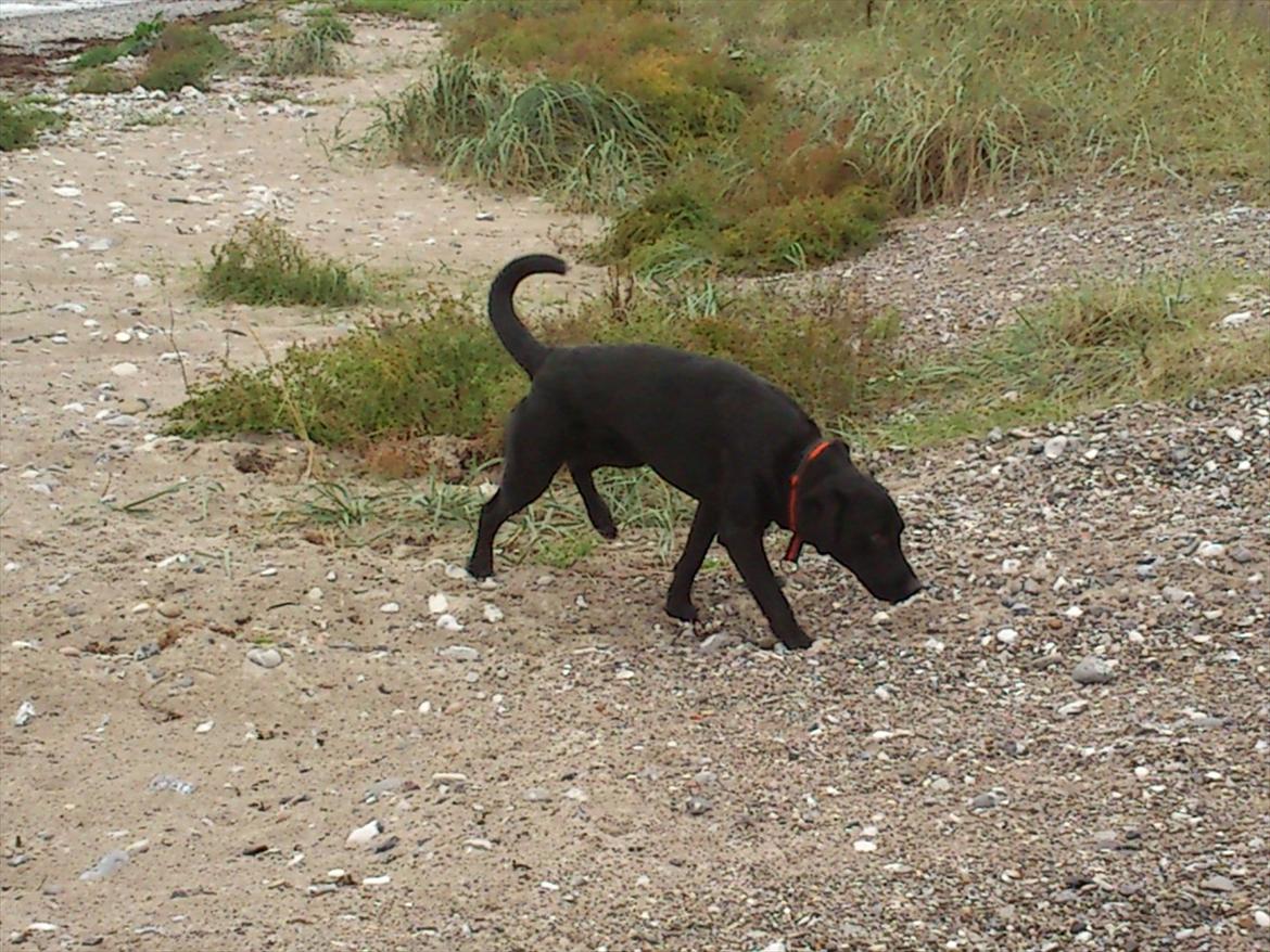 Labrador retriever Rollo<3 (formel 1) billede 13