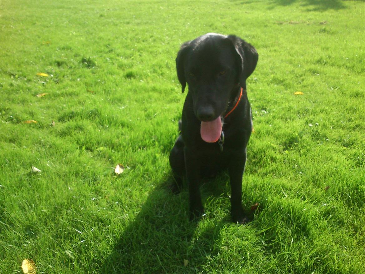 Labrador retriever Rollo<3 (formel 1) billede 14