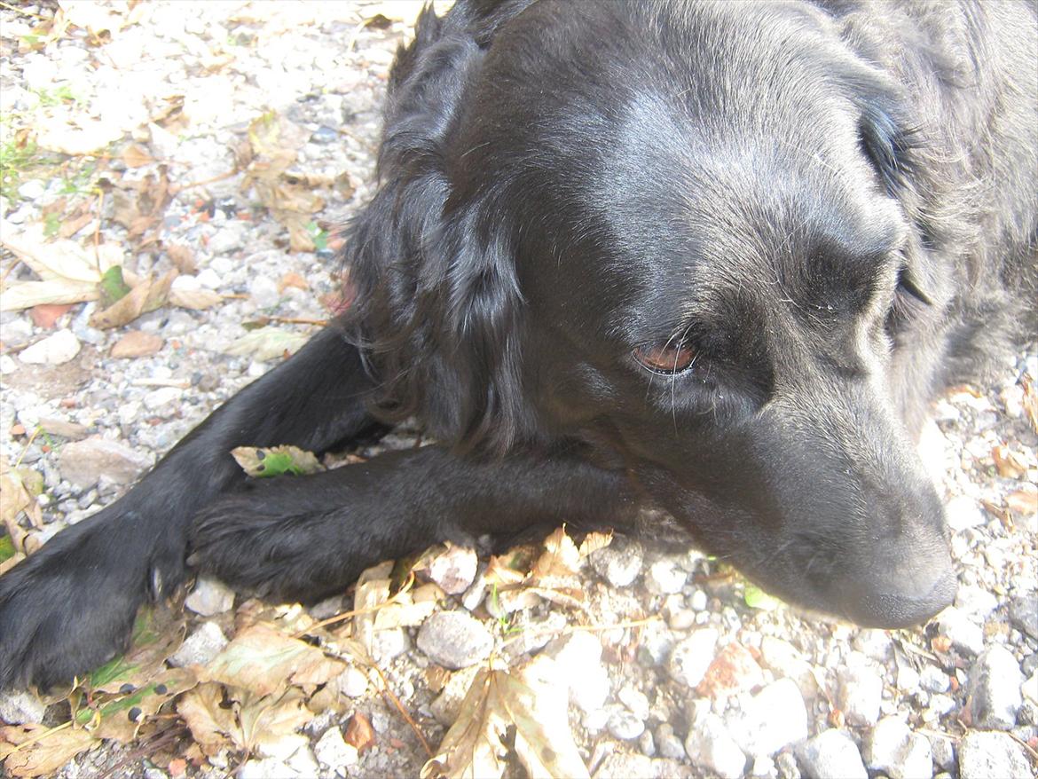 Flat coated retriever Freja billede 19