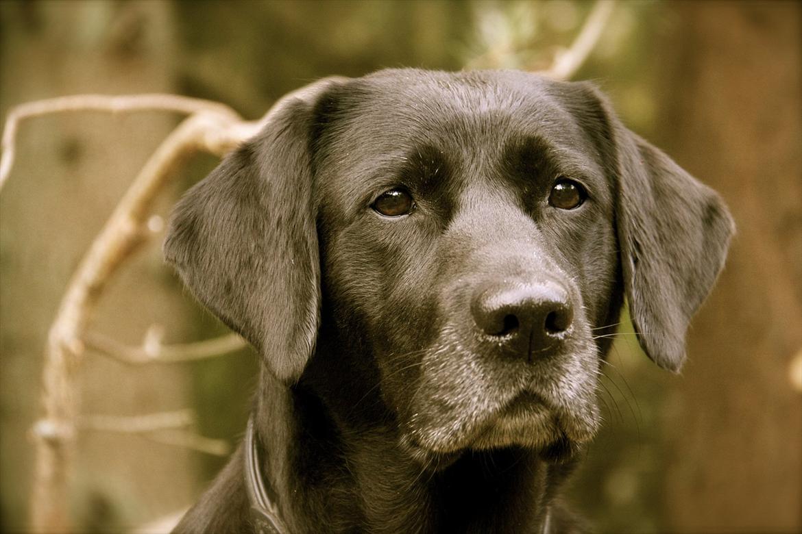 Labrador retriever                     Freja billede 2