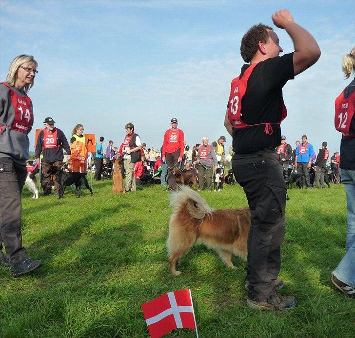 Islandsk fårehund Cosmo - Her blev nummer 4 råbt op som havde mindre point end jeg, så der vidste jeg at der var sølvtøj til Cosmo og jeg! billede 3