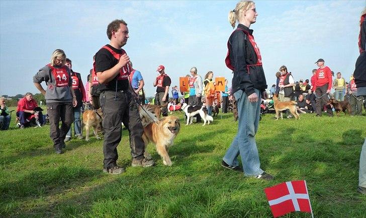 Islandsk fårehund Cosmo - Venter på at få vores point af vide til DM 2011 billede 2