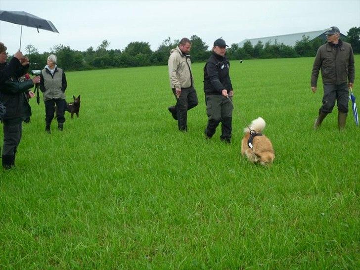 Islandsk fårehund Cosmo - Her går vi Spor på Vandelkurset 2011. billede 5