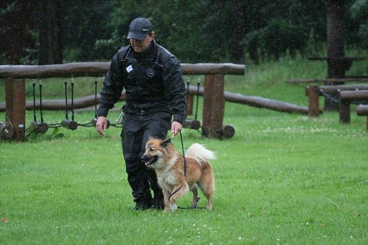 Islandsk fårehund Cosmo - Der trænes i alt slags vejr, vandelkurset 2011 billede 6