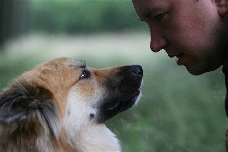 Islandsk fårehund Cosmo billede 1