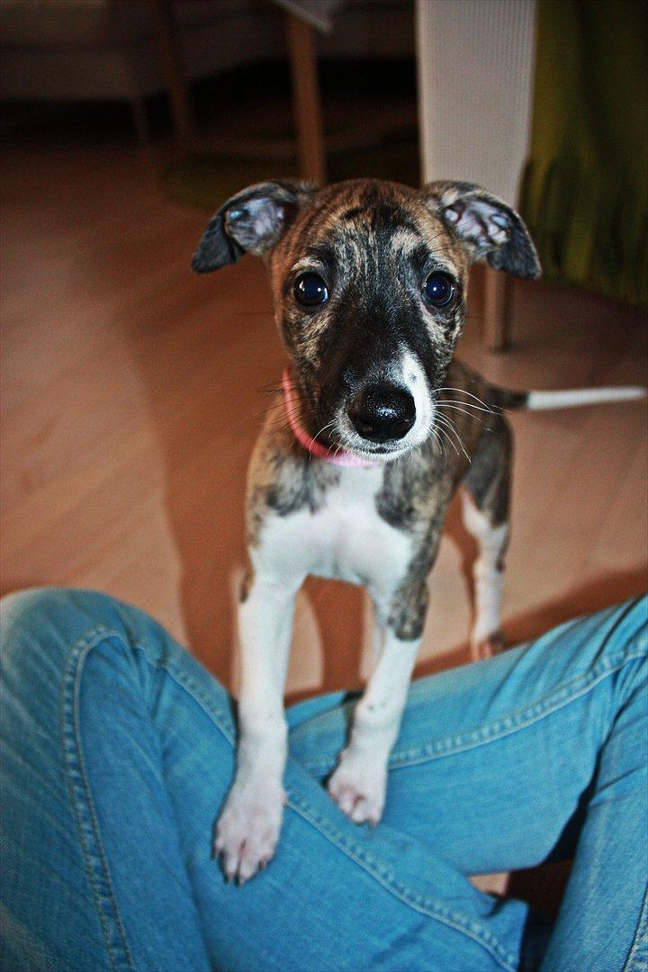 Whippet | Quinta billede 3