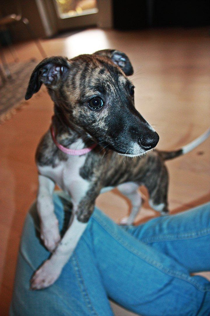 Whippet | Quinta billede 4