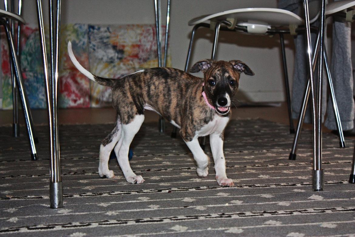 Whippet | Quinta billede 6